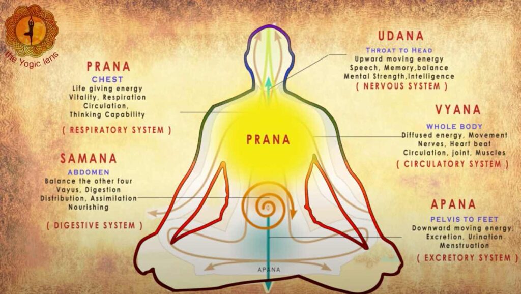 Apana: A Guide to The Five Prana Vayus of Yoga - YOGA PRACTICE