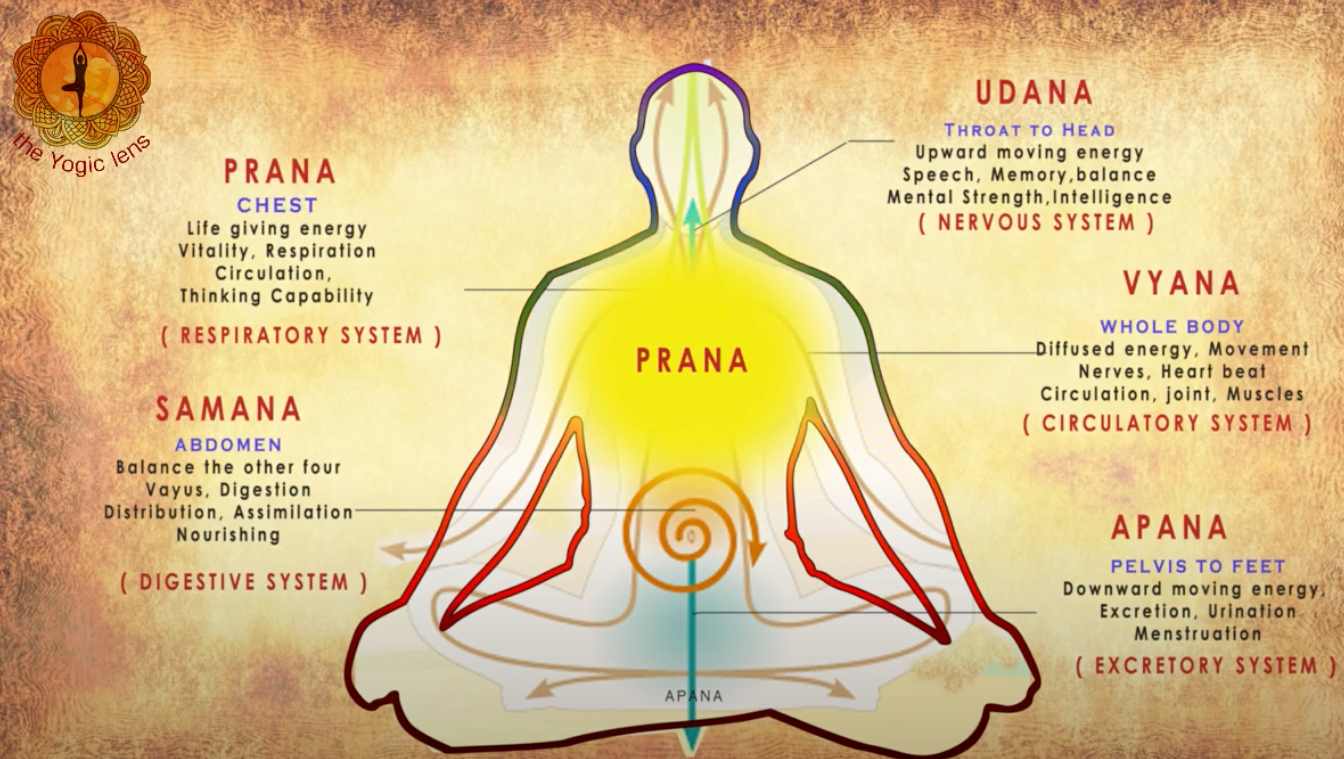 Healing the Prana Body: The Role of the Five Vayus in Hatha Yoga and  Ayurveda - YogaUOnline